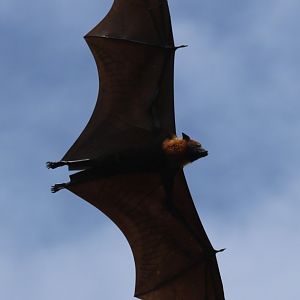 Lyle's Flying Fox - Wat Pho Bang Khla