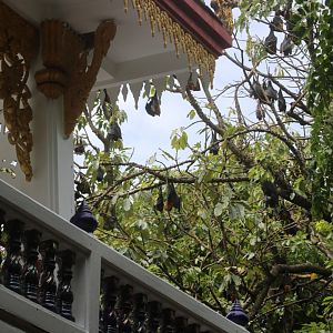 Flying Foxes at the Temple - Wat Pho Bang Khla