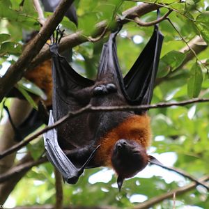 Lyle's Flying Foxes - Wat Pho Bang Khla