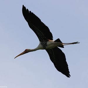 Painted Stork - Bang Pra