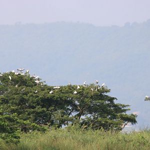 Openbill Storks - Bang Pra