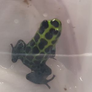 Dendrobates variabilis