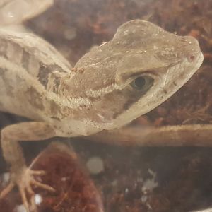Basiliscus vittatus