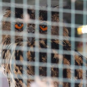 Eagle Owl