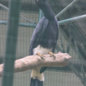 Rhinoceros Hornbill