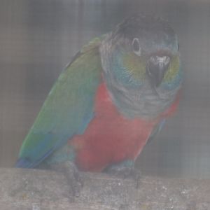 Crimson-bellied Conure