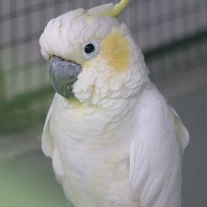 Lesser Sulphur-crested Cockatoo
