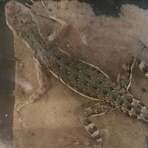 Callisaurus draconoides