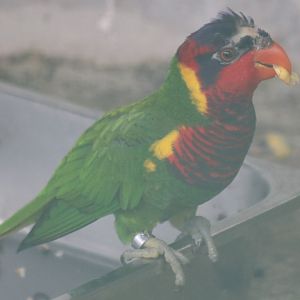 Ornate Lorikeet