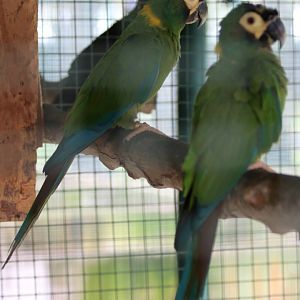 Yellow-collared Macaws
