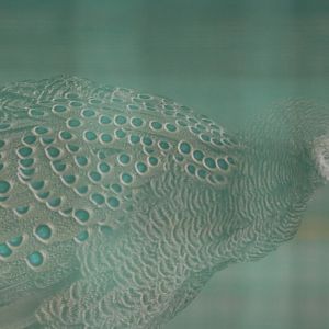 Grey Peacock-pheasant