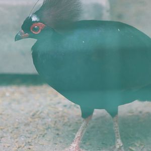 Crested Partridge
