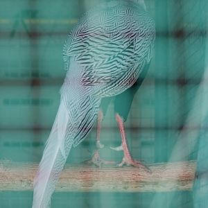 Jones' Silver Pheasant