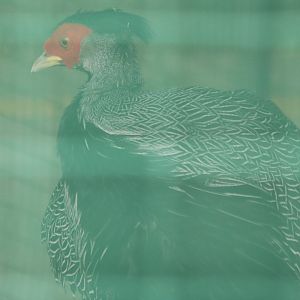 Lineated Kalij Pheasant
