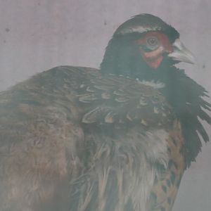 karpowi Ring-necked Pheasant