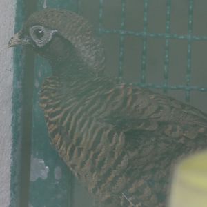 Juvenile Lady Amherst's Pheasant