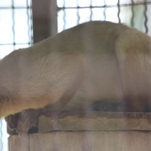 Cream-coloured Giant-squirrel