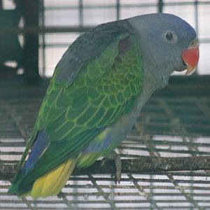 Blue-rumped Parrot