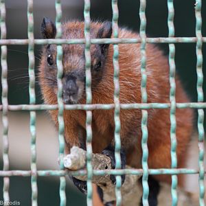 Variable Squirrel (?)