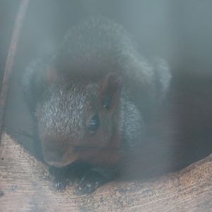 Variable Squirrel (?)