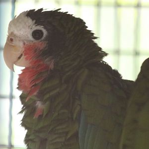 Cuban Amazon