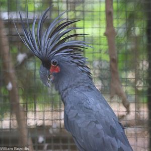 Palm Cockatoo