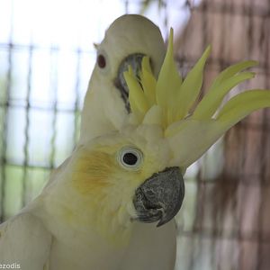 Abbott's Sulphur-crested Cockatoo