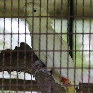 Red-vented Cockatoo