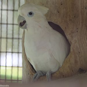 Ducorp's Cockatoo