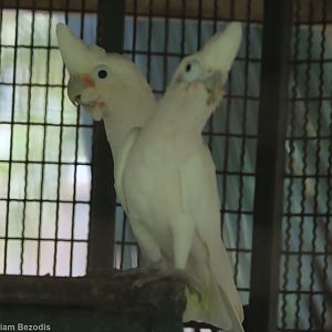 Goffin's Cockatoo