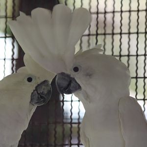 Umbrella Cockatoo