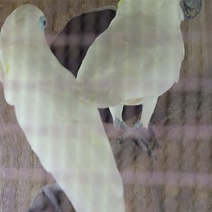 Blue-eyed Cockatoo