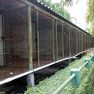 Cages for Pairs of Ring-necked Parrot Mutations