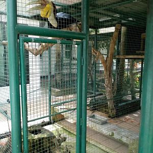 Wreathed Hornbill Cage