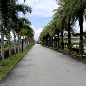 Palm-lined Avenue