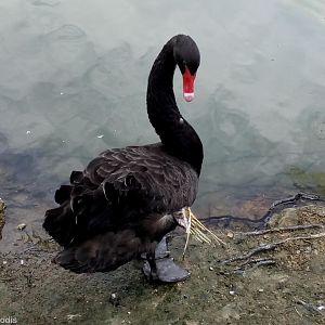 Black Swan with Wing Problem