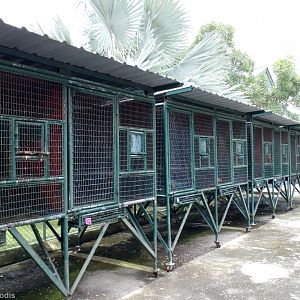 Cages with Sick/Injured Macaws