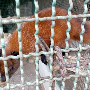 Another Variable Squirrel?