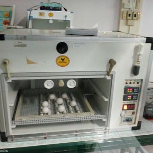 Incubator with Eggs