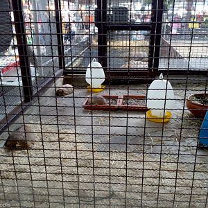 Prarie Dogs at a Temple