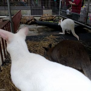Wallabies and Tortoises at a Temple