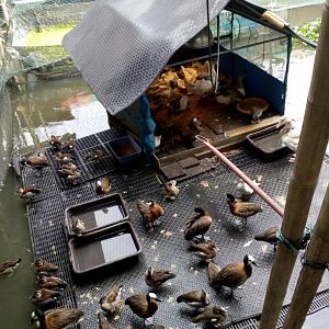 Exotic Waterfowl Collection at a Temple