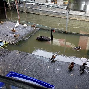Exotic Waterfowl Collection at a Temple