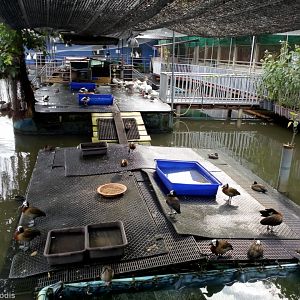 Exotic Waterfowl Collection at a Temple
