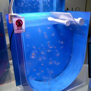 Jellyfish Tank - Bangsaen Aquarium