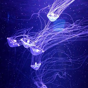Small-fringed Jellyfish - Bangsaen Aquarium