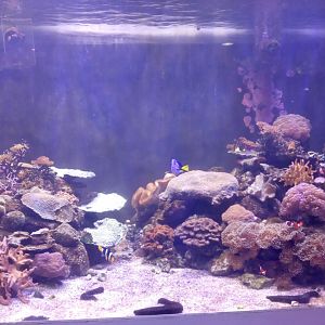 Reef Tank - Bangsaen Aquarium