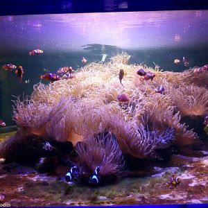 Anemone and Clownfish Tank - Bangsaen Aquarium