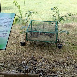 Whistling Ducks for Release