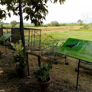 Waterfowl for Release